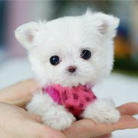 哪个明星用小狗头像