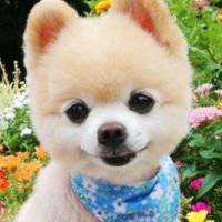 女生小狗头像简笔画