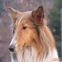 爆笑星际2小狗头像