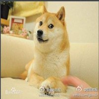 情侣小狗头像简笔画