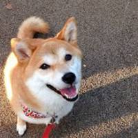 小狗头像画法视频