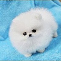 小狗头像简笔画表情