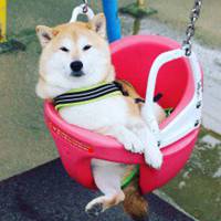 可爱小狗头像带数字