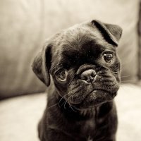 小狗头像折叠视频教程