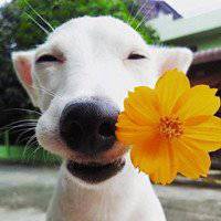 健乐小狗头像儿童书包