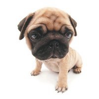 小狗头像+微信头像