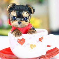 爆笑星际小狗头像高清