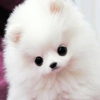 简单小狗头像超新黏土