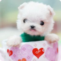 钱小佳小狗头像