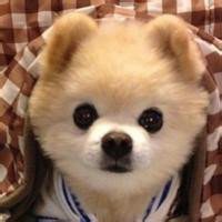 小狗头像画法视频