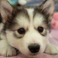 戴眼镜小狗头像男生