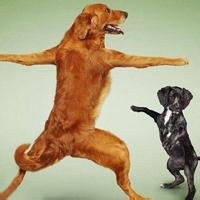 小狗头像斑点狗