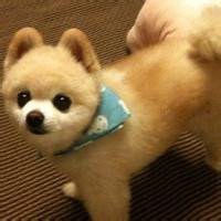 阿拉斯加小狗头像
