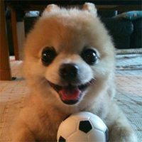 可爱小狗头像黑白色