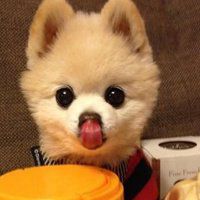 哈士奇小狗头像