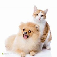 阿拉斯加小狗头像