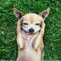 可爱小狗头像萨摩耶