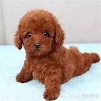 情侣小狗头像简笔画