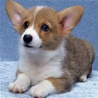 西卡微博小狗头像