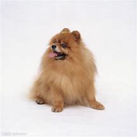 小狗头像简易话