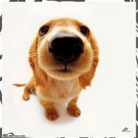 小狗头像简易话