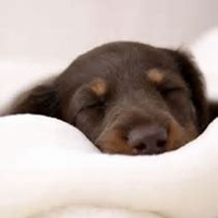 小狗头像简笔画色彩