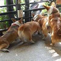 小狗头像画法视频