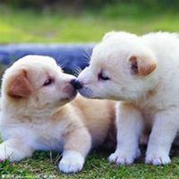 小狗头像折纸步骤