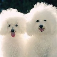 情人节小狗头像