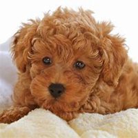 英雄联盟小狗头像霸气