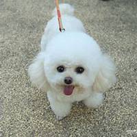 粉色背景小狗头像