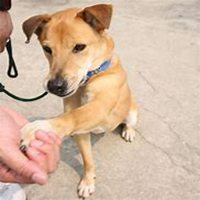 小狗头像画法视频教程