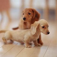 哪个明星用小狗头像