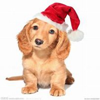 小狗头像画画软件