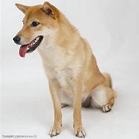 健乐小狗头像儿童书包