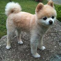 小狗头像画法视频教程