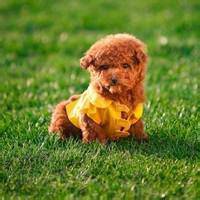 如何做小狗头像