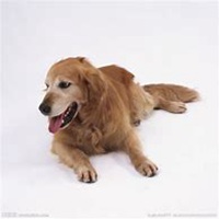 戴眼镜小狗头像男生