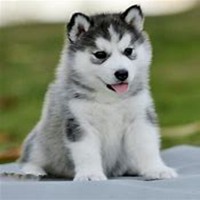 宠物狗头像哈士奇