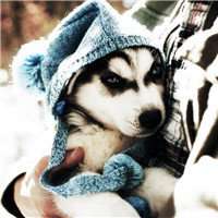 哈士奇狗头搞笑头像