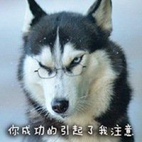 哈士奇雪地头像