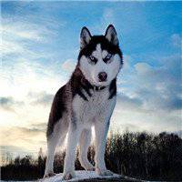 哈士奇成年狗头像