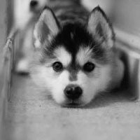 哈士奇柴犬狗狗头像