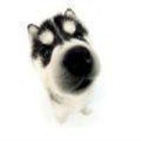 doge和哈士奇情侣头像