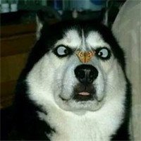 哈士奇开黑5黑狗头像