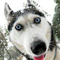 哈士奇开黑5黑狗头像