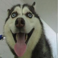 哈士奇狗头带人头像