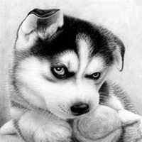 素描狗头像图片卡通头像 素描狗头像图片卡通头像