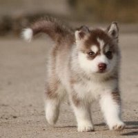 哈士奇情侣狗狗头像