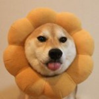 哈士奇开黑5黑狗头像